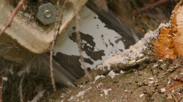 Chainsaw Cutting Thick Wood Log in Slow Motion with Sawdust Flying Around Saw as It Cuts into Tree 4K