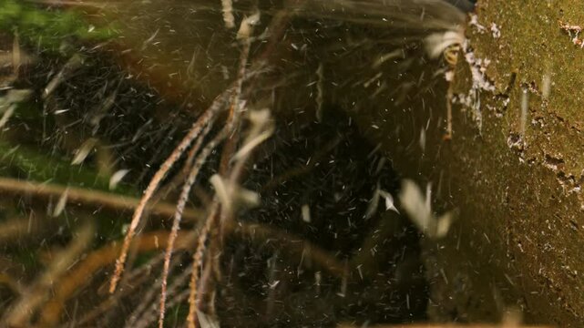 Sawdust Wood Chippings Flying Out of Felled Tree in Slow Motion as Chainsaw Cuts Different Pieces for Burning During Winter Time 4K