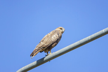 Common buzzard (Buteo buteo) perched