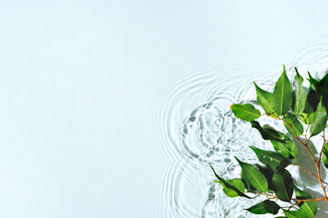 Fresh green leaves float gently on calm water, creating ripples