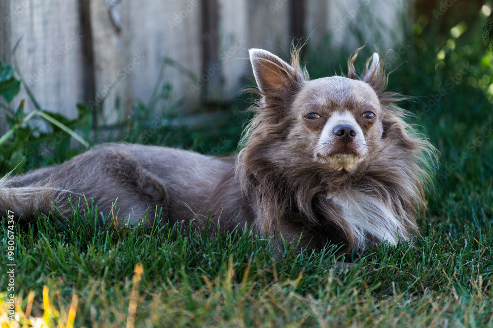 Wall mural lilac cute longhair chiwawa - closeup photography