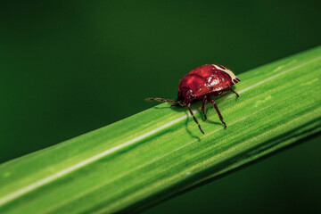 red bug on a leaf