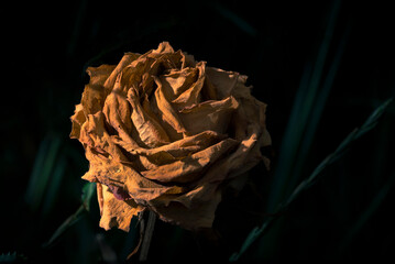 dry yellow rose