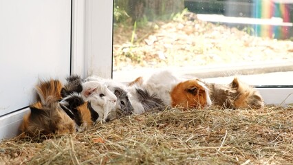 Sleeping guinea pigs in cage with straw. Resting cavy family. Pet shop. Little domestic rodent animals. Huddled together feeling afraid. Tricolor color. Zoo life. The rest after eating. Breeding farm