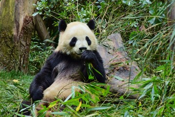 成都 ジャイアントパンダ繁殖研究基地 © sada