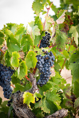 vino, uva, cepa, vendimiar, otoño, septiembre, octubre, cortar, bodega, hojas, viña, zumo, mosto