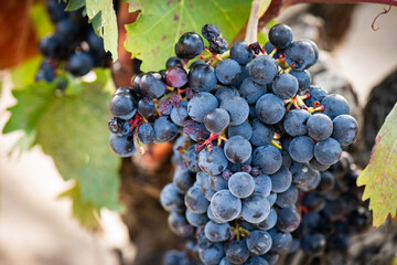 vino, uva, cepa, vendimiar, otoño, septiembre, octubre, cortar, bodega, hojas, viña, zumo, mosto