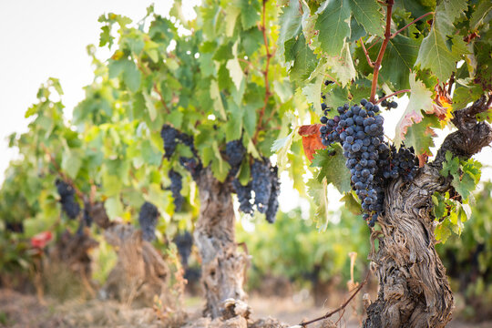 vino, uva, cepa, vendimiar, oto&ntilde;o, septiembre, octubre, cortar, bodega, hojas, vi&ntilde;a, zumo, mosto