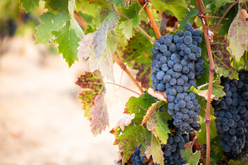 vino, uva, cepa, vendimiar, otoño, septiembre, octubre, cortar, bodega, hojas, viña, zumo, mosto