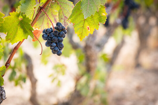 vino, uva, cepa, vendimiar, oto&ntilde;o, septiembre, octubre, cortar, bodega, hojas, vi&ntilde;a, zumo, mosto