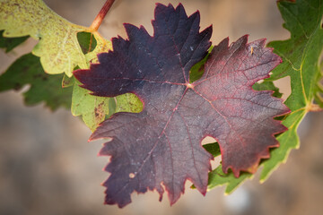 vino, uva, cepa, vendimiar, otoño, septiembre, octubre, cortar, bodega, hojas, viña, zumo, mosto