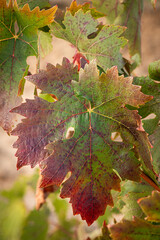 vino, uva, cepa, vendimiar, otoño, septiembre, octubre, cortar, bodega, hojas, viña, zumo, mosto
