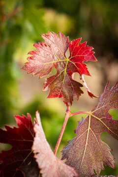 vino, uva, cepa, vendimiar, oto&ntilde;o, septiembre, octubre, cortar, bodega, hojas, vi&ntilde;a, zumo, mosto