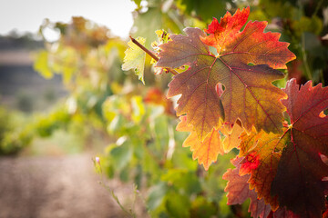 vino, uva, cepa, vendimiar, otoño, septiembre, octubre, cortar, bodega, hojas, viña, zumo, mosto