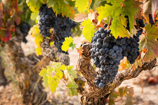 vino, uva, cepa, vendimiar, oto&ntilde;o, septiembre, octubre, cortar, bodega, hojas, vi&ntilde;a, zumo, mosto