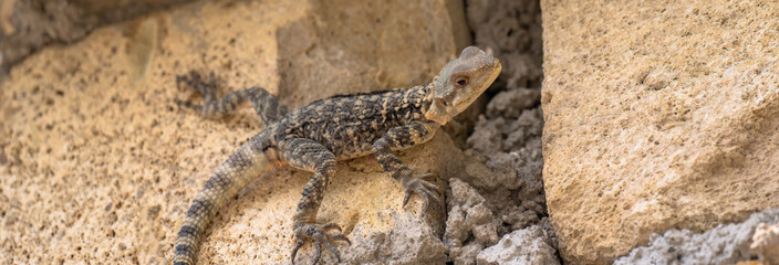 The lizard between the stones