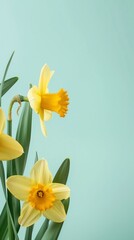 Obraz premium Daffodils flower with leaves beauty blooming petal story pastel background