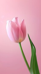 Fototapeta premium Pink tulip leaf organic nature environment on pink story background