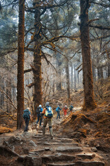 Obraz premium Group of tourists with backpacks walks along mountain path through beautiful forest during trek in Himalayas, Nepal.