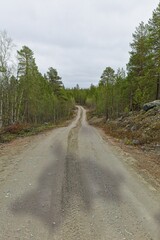 Gravel road and forest view at Ovre Pasvik National Park on a cloudy spring day, Norway.
