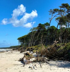 
Baltic Sea beach Fischland can see forest and sea after a storm