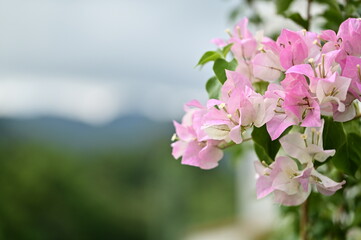 Pink Bougainvillea petals frame distant mountains and a gray-blue sky, creating a picturesque scene.