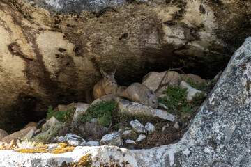 wild peruvian rabbit Viscacha 
