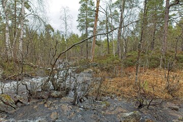 Small stream view at Ovre Pasvik National Park on a cloudy spring day, Norway.