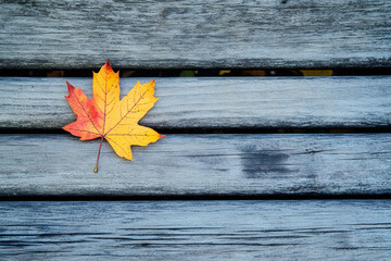Obraz premium Fallen autumn leaves paint a colorful tapestry on a weathered wooden surface