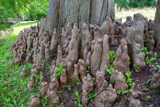 pneumatophors roots of bald cypress tree