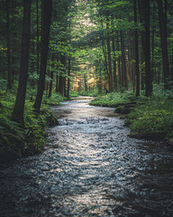 Obraz premium Serene Nature Landscape Wallpaper: High-Quality Scenic Backgrounds in Full HD