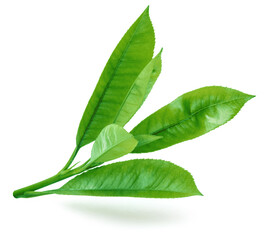 Fresh green tea leaves isolated on white background.