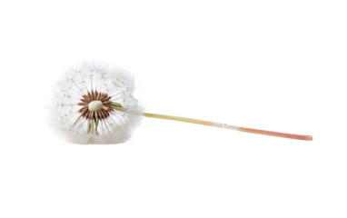 Dandelion isolated on white or transparent background