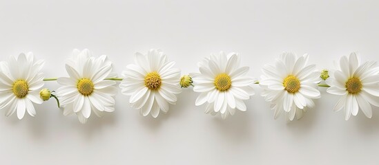 Fototapeta premium Fresh and beautiful white flowers with yellow centers elegantly aligned in a row on a white backdrop creating a serene copy space image