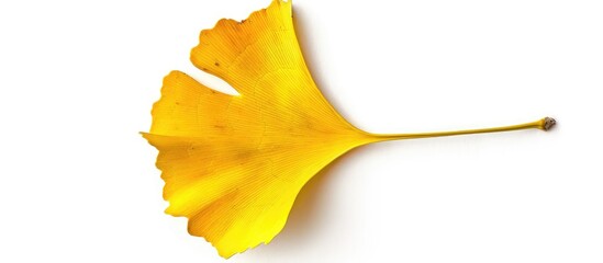 Naklejka premium Isolated on a white background the yellow ginkgo leaf in an autumn setting stands out as the prominent feature in the copy space image