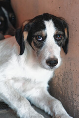 scared and shy puppy looks into camera (rescue dog in Portugal)