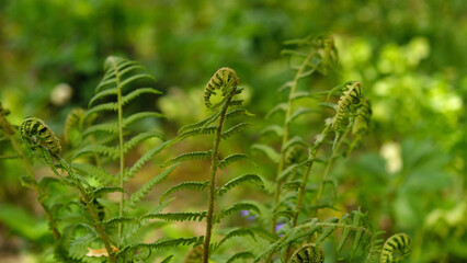 Young shoots of ferns illuminated by sunlight. Beautiful close-up view of fresh green young wild ferns plantation bud in spiral form with shallow depth of field in the forest. Selective focus.