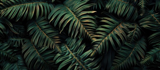 Close up tropical fern leaf creating a dark nature themed flat lay image with ample copy space