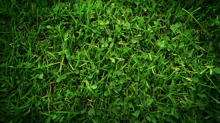 Close-Up View of Lush Green Grass Blades with a Natural Texture Background Image