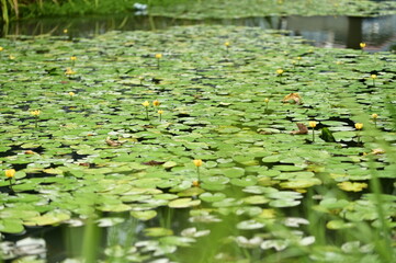 Nuphar shimadai, a unique aquatic plant native to Taiwan, flourishes in a sunny pond, but its stunning yellow flowers are at risk due to habitat destruction and conservation issues.