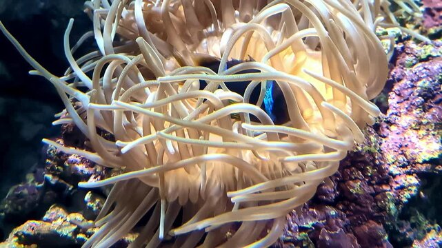 A tropical black and blue clownfish hiding in a snakelocks sea anemone or Anemonia sulcata - isolated close up