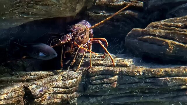 Spiny lobster or Palinurus elephas is a commonly found in the East Atlantic Ocean and the Mediterranean Sea