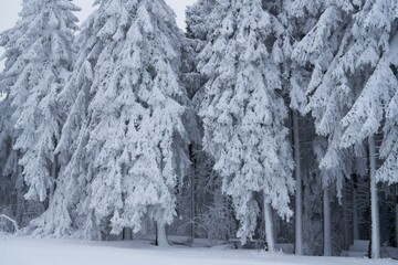 Winter landscape in the woods on Wasserkuppe in Rhoen, Hesse, Germany, stream and waterfall in the snow, tall and big pines and snowy firs, all covered with snow and ice.Icy trees with almost fake geo