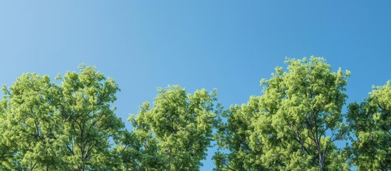 Fototapeta premium Forest trees with green leaves on a clear blue sky form a serene scene with a vast copy space image showing the tops of the trees and the sky peeking through the branches