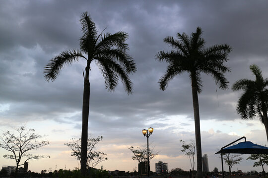 Silhouettes of palm trees against a cloudy sky creating a dramatic and serene scene. Cloudy Sunset Background.