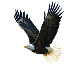 bald eagle soaring in the blue sky, its wings outstretched, a majestic bird of prey