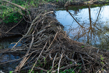 Small beaver dam built with sticks, branches and mud. Beavers rising water level in river with a dam