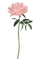 Pink rose png sticker, transparent background