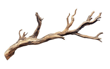 Dry tree branch isolated on white or transparent background