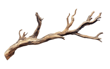 Dry tree branch isolated on white or transparent background